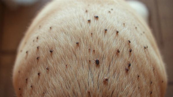 Top 5 traitements anti puces pour chiens : guide d'achat essentiel
